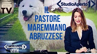 Pastore Maremmano Abruzzese Documentario Studio Aperto [upl. by Dallis316]