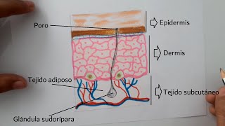 Cómo dibujar la Piel humana y sus partes [upl. by Lombardi]