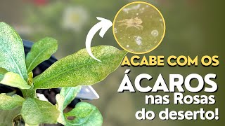 Produtos para eliminar os ÁCAROS nas Rosas do Deserto [upl. by Frida]