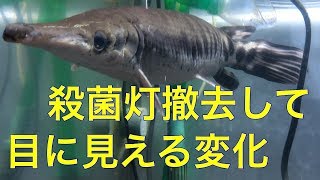 【あくありうむ】殺菌灯撤去後に変化が出た大型魚水槽 [upl. by Paz]