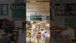 POV La malédiction chatdrole catmemes pov humour drole [upl. by Anwadal]