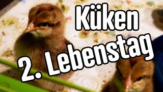 HÃ¼hner KÃ¼ken 2 Lebenstag BrutkÃ¤sten aus [upl. by Mendelsohn]