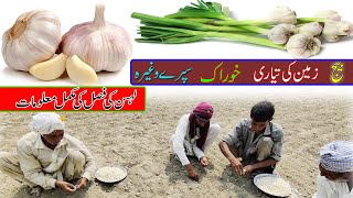 lahsun ki kasht in Pakistan  garlic ki kasht in Pakistan  garlic farming in Pakistan [upl. by Felice]