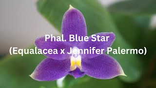 Blue Orchid Phalaenopsis Liolin Blue Star Equalacea x Jennifer Palermo  Orchid Care Tips [upl. by Nerret778]