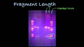 Determining DNA Fragment Length in a Gel [upl. by Janik]