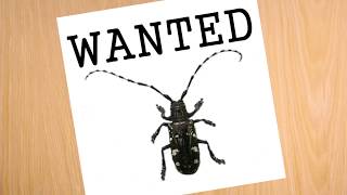 Be On The Lookout For the Asian Longhorned Beetle [upl. by Thorne]