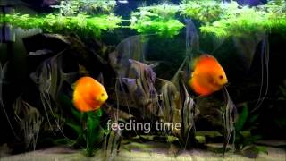 eMWus Pterophyllum Altum and Discus fish aquarium  2nd HD video [upl. by Aicilaanna]