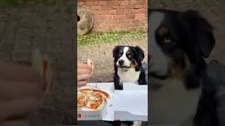 Cachorrada 01 funny dog dogfunnyvideos [upl. by Zurek]