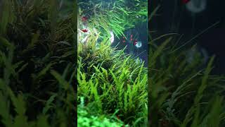 Poecilia and hygrophila pinnatifida 🐟🌾aquarium aquascaping аквариум plantedaquarium [upl. by Estell]