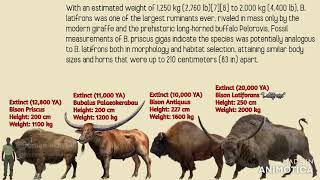 Bison VS Buffaloes Size Comparison [upl. by Soneson]