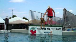 Cherry Festival Ultimate Air Dogs [upl. by Oakes]