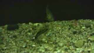 Corydoras Pygmaeus The pygmy cory [upl. by Heshum]