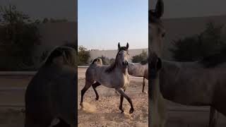 Horse 🐴🐎 mating viralvideo villageswimmingpool horse [upl. by Debora]