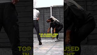 Top 10 Dogs Used in a Dog Fight 🐕  कुत्ते की लड़ाइयों में इस्तेमाल होने वाले कुत्ते 🐶 [upl. by Ginevra968]