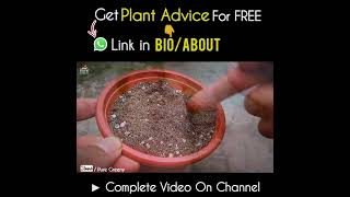 Benefits of Perlite For Plants [upl. by Price]