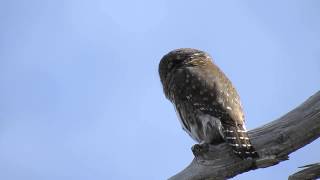 Northern Pygmyowl 4  Staccato Call [upl. by Humbert634]