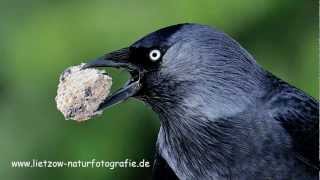 DohleBildershow Vögel in Deutschland [upl. by Ackler611]