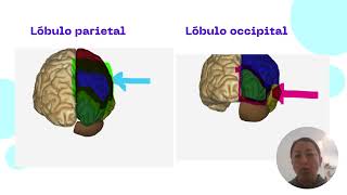 Actividad evaluativa Eje 4 neuroanatomía [upl. by Jedd]