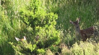 Hunting Deer On A High Country Station Summer 2017 [upl. by Nylaehs]