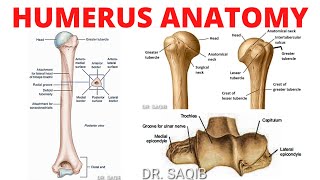 Humerus Anatomy [upl. by Lawford]