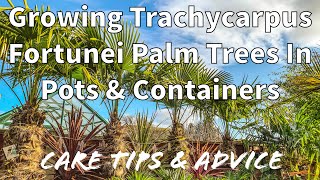 How to Grow Trachycarpus Fortunei Palm Trees in Pots amp Containers [upl. by Oenire654]