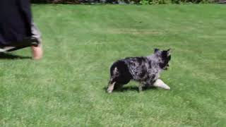 Pomsky Puppies For Sale [upl. by Ihc]