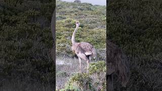 Ostriches closedspecies rarespecies keystonespecies conservationinternational wildlife [upl. by Arhsub]