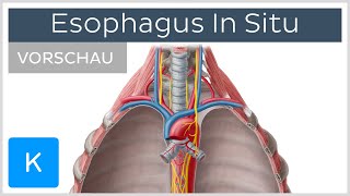 Ösophagus Lage und Funktion der Speiseröhre Vorschau  Kenhub [upl. by Gnohp824]