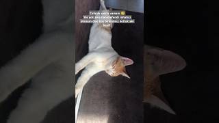 Siesta Zamanı 😅 kedi cat siesta [upl. by Ariec311]