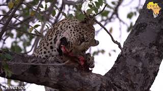 Leopard eating an Impala head [upl. by Okiruy]