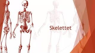 Skelettet  Biologi 2 100 p [upl. by Hcra]