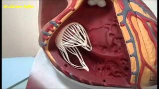 External and internal features of the heart  plastic model [upl. by Eekram]