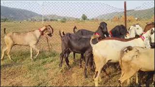 bital bakri aa gyi hai 8953225605 [upl. by Stanzel]