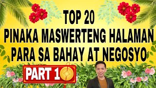 20 Pinaka Maswerteng Halaman para sa Bahay at Negosyo  PART 1 [upl. by Zsa Zsa]