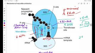 Mechanism of Macrolide antibiotics [upl. by Wootten]