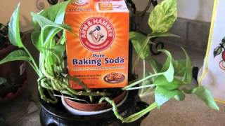 baking soda and molasses cancer protocol YouTube [upl. by Cooperstein463]