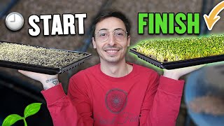 How To Grow Microgreens From Start To Finish COMPLETE PROCESS [upl. by Sisi]