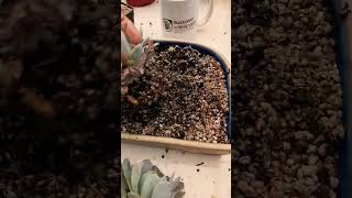 Needs Repotting Succulent plant succulents plants cactus propagation homegarden tips care [upl. by Nauqad]