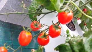 VLOG3  Je vous présente nos variétés de Tomates  Hydroponie  Les Sourciers [upl. by Drofdarb]