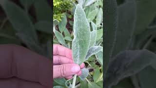 Lamb’s Ear Stacys Byzantina  Herb Gardening [upl. by Hagerman565]