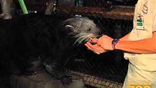 quotMelonquot Binturong at Brookfield Zoo [upl. by Kalvn]