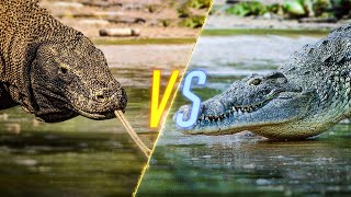 Komodo Dragon VS Crocodile [upl. by Rimahs]