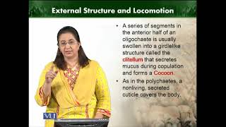 Class Oligochaete  Animal Diversity Invertebrates  ZOO512TTopic104 [upl. by Adaval]