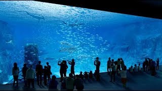 Visite à Nausicaa  Le plus grand aquarium dEurope à Boulognesurmer [upl. by Babara]