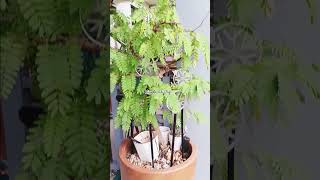 BONSAI TAMARIND TREE 🌳 viralshort tamarindbonsai youtubeshorts plants [upl. by Warrenne]