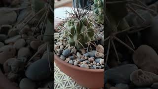 Copiapoa Fideleriana y Fideleriana Variegata [upl. by Naquin819]