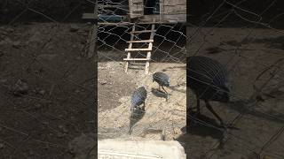 Two beautiful Wild vulturine Guinea fowls entered my chicken coop excited [upl. by Cis]