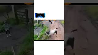 DOG prank waiting for and 🤯 [upl. by Wisnicki]