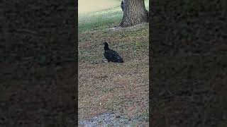 Black Vulture Couple Sit on Ground by Flock amp Turkey Vulture at Fish Kill Pond Oviedo Boulevard [upl. by Ermeena]