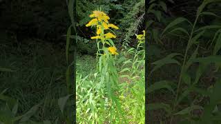 La Verge DOr le Meilleur Diurétique pour les Reins  Goldenrod the Best Diuretic for the Kidneys [upl. by Manas]